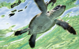 2013-14 Turtle Season
